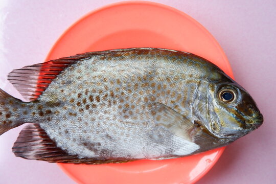 Rabbitfish on a plate