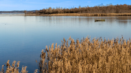 Wunderschöner kalter Morgen mit großen Bäumen und Bergkulisse 