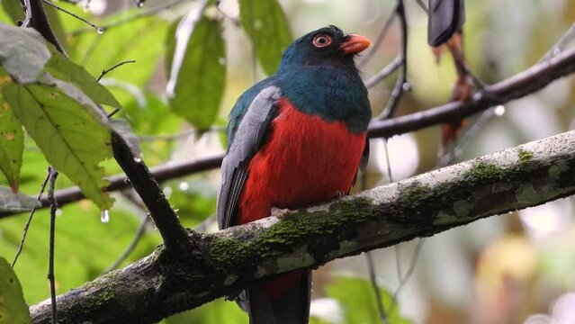 Slaty-tailed Trogon (Trogon Massena) standing on branches on rainy day. The black-tailed trogon (Trogon Melanurus) is found in Panama and northern South America. close up