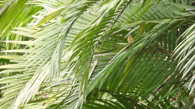 Little Vireo bird flying around a palm tree branches. looking for food or to mate. green tropical background.