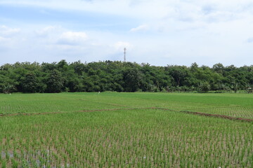 The view of the rice fields in the countryside is very beautiful