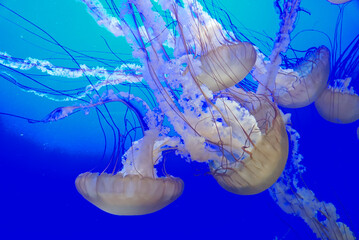 jellyfish