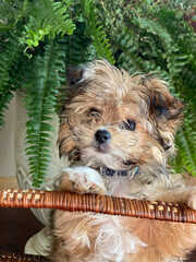 puppy in a basket