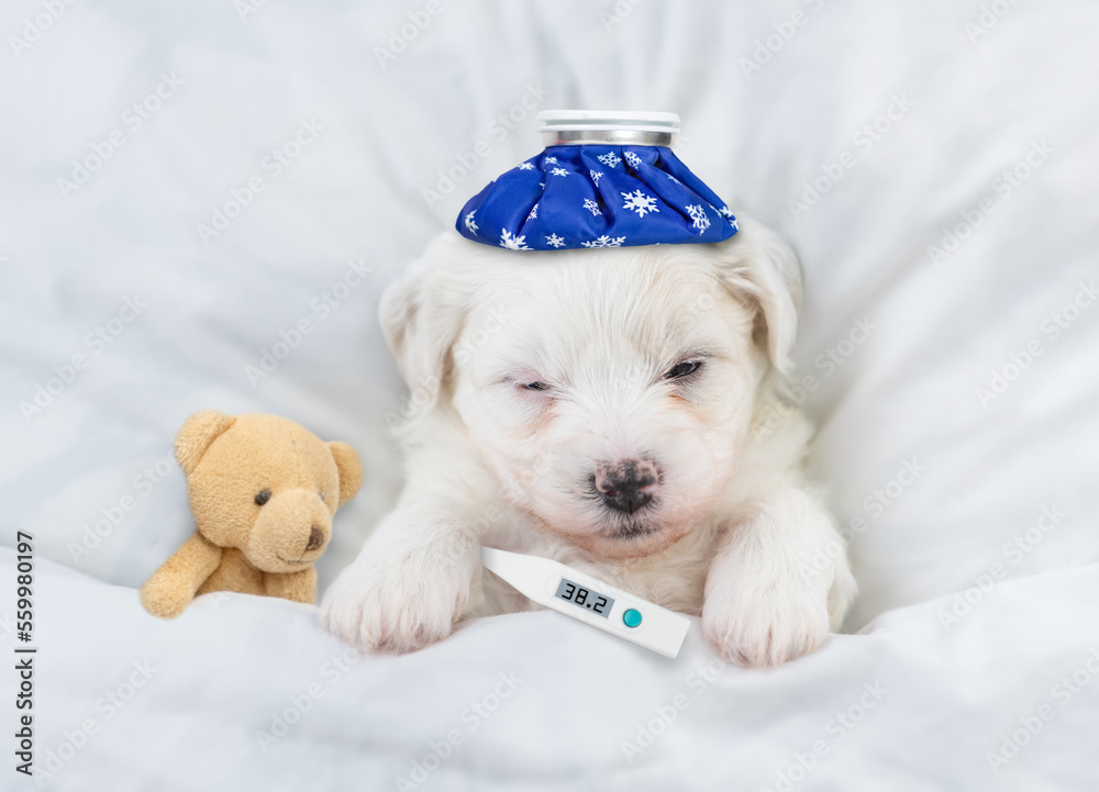 Poster tiny bichon frise puppy with ice bag or ice pack on it head and thermometer under it paw sleeps with