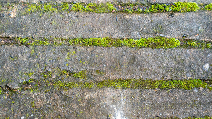 old concrete roads that have started to break down and are mossy