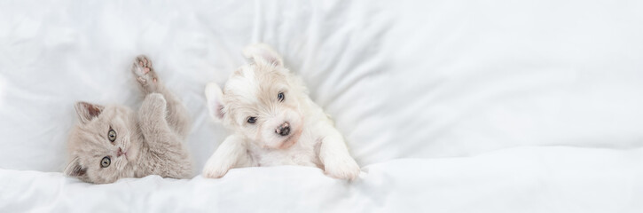 Cute kitten and tiny Bichon Frise puppy lying together under  white blanket on a bed at home. Top...