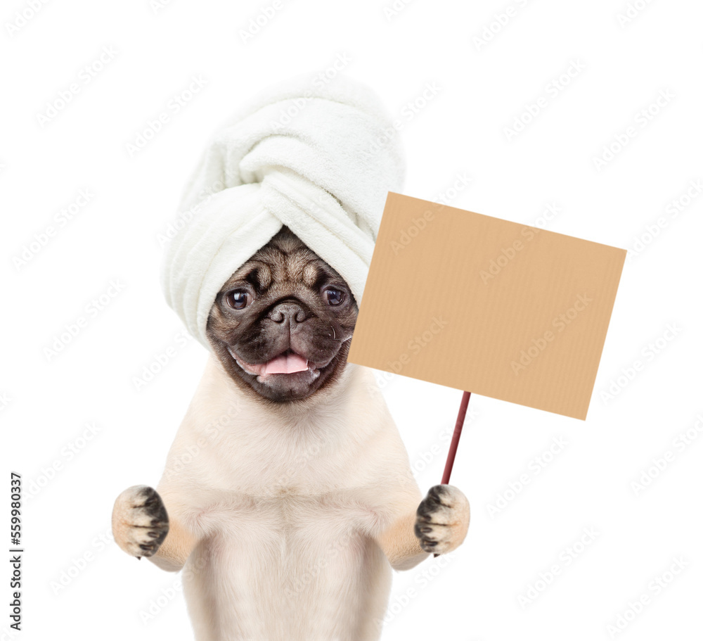 Poster pug puppy with towel on it head holding blank banner mock up on wood stick. isolated on white backgr