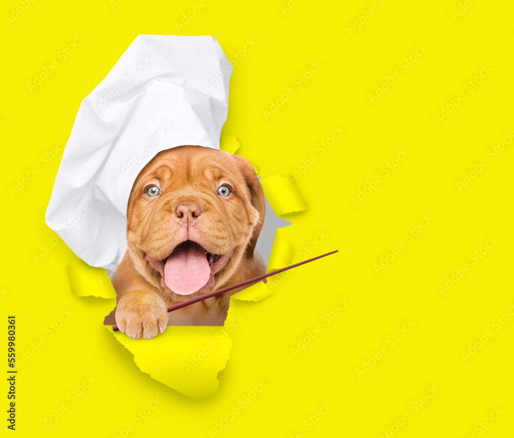 Poster happy puppy wearing a chef's hat looks through a hole in yellow paper points away on empty space