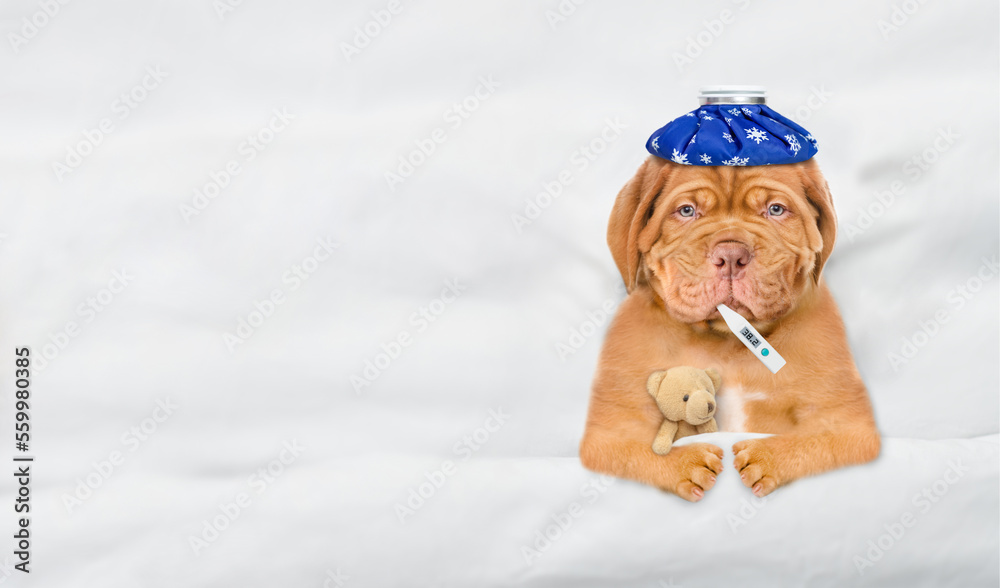 Poster Unhappy sick mastiff puppy with ice bag or ice pack on it head lying on a bed at home with a thermometer in it mouth and hugging toy bear. Top down view. Empty space for text