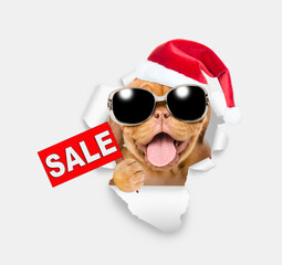 Happy Mastiff puppy wearing sunglasses and red santa hat looking through the hole in white paper and showing signboard with labeled 