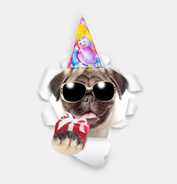 Happy Pug puppy wearing sunglasses and party cap holds gift box and looks through a hole in white paper