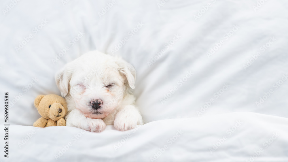 Poster tiny bichon frise puppy sleeps under white blanket on a bed at home with favorite toy bear. top down