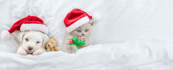 Cute kitten and Bichon Frise puppy  wearing santa hats lying together under a white blanket on a bed at home with toy bear and gift box. Top down view