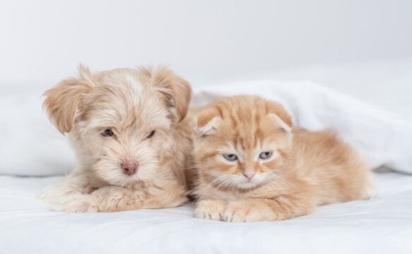 Cute Goldust Yorkshire terrier puppy and baby kitten lying together under warm white blanket on a bed at home