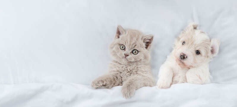 Cute kitten and tiny Bichon Frise puppy lying together under  white blanket on a bed at home. Top down view. Empty space for text