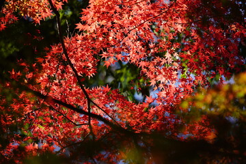 紅葉