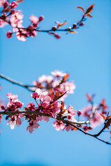 Spring border or background art with pink blossom