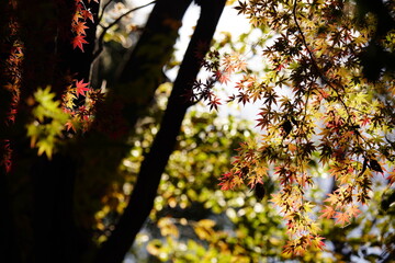 紅葉
