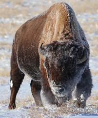 American bison in winter, Rocky Mountain Arsenal National Wildlife Refuge, Colorado © Stefan Ekernas