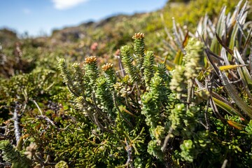 alpine plants growing on a mountain in tasmania australia. alpine landscape - obrazy, fototapety, plakaty