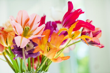 colorful tulips in the vase
