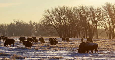 American bison in winter, Rocky Mountain Arsenal National Wildlife Refuge, Colorado