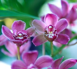 Fototapeta na wymiar 美しいピンク色の洋蘭