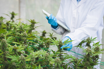 Researchers use hand to hold or examine cannabis plants in the greenhouse for medical research. Marijuana Sativa research concept. CBD oil, Herbal medicine