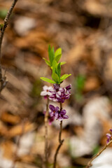 Daphne mezereum flower growing in forest	