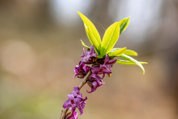 Daphne mezereum flower growing in forest	