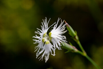 Dianthus hyssopifolius growing in mountains	