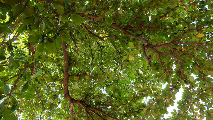 Looking upward towards a canopy of branches and green leaves.