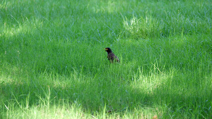Obraz na płótnie Canvas A single myna bird standing among green grass on a field.