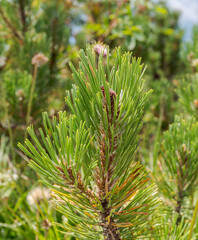 Detail of leaves and branches of Dwarf Mountain pine, Pinus mugo. Photo taken in Bavarian Alps, Berchtesgadener Land district of Bavaria in Germany.