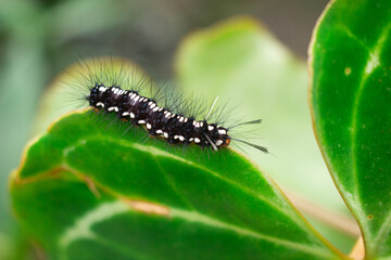 a caterpillar with a beautiful pattern crawling on a leaf