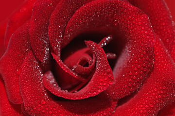 Close up and selective focus of Beautiful fresh Red Rose with water drop Close up. Macro Flower Background Photo. Copy space for text.