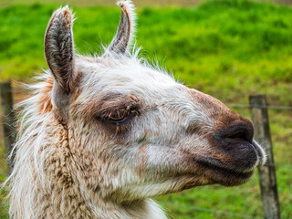 Fototapeta premium A close-up of the head of a Llama