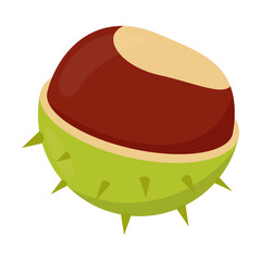 Cartoon drawing of open prickly chestnut fruit isolated on white background. Autumn plant vector illustration. Nature, autumn or fall concept
