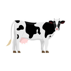 Cow breed vector illustration. Cartoon drawing of Jersey or Frisian cows, meat, milk or dairy production. Agriculture, farming, cattle breeding, domestic animals concept