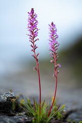 native coastal plants in tasmania australia