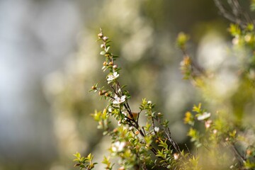 native coastal plants in tasmania australia