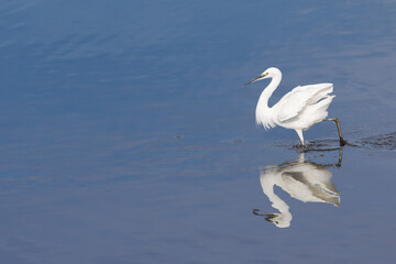 水辺でエサを探すシラサギ