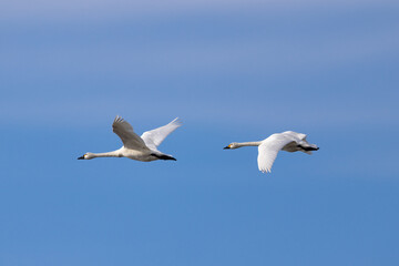 Fototapeta na wymiar 青空を飛翔する白鳥
