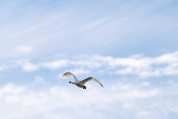 青空を飛翔する白鳥