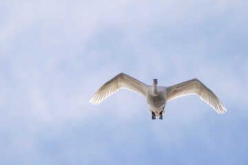 青空を飛翔する白鳥