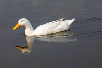 white duck swimming
