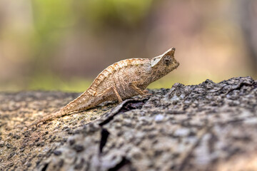 Small brown leaf chameleon (Brookesia superciliaris), small lizard chameleon imitating the brown leaf in its natural habitat. Reserve Peyrieras Madagascar Exotic. Madagascar wildlife animal.