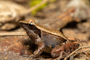 Small endemic frog Brown Mantella (Mantidactylus melanopleura), species of small frog in the Mantellidae family. Ranomafana National Park. Madagascar wildlife animal