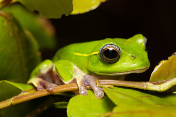 Boophis occidentalis, species of endemic beautiful green tree frog in the family Mantellidae. Andringitra National Park, Madagascar wildlife