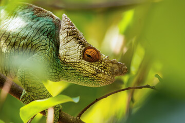 Parson's chameleon (Calumma parsonii) is a large endemic species of chameleon in the family Chamaeleonidae, male climbing on tree. Reserve Peyrieras Madagascar Exotic, Madagascar wildlife animal.